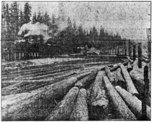 Photo of logs at the mill, with Douglas fir trees in the background